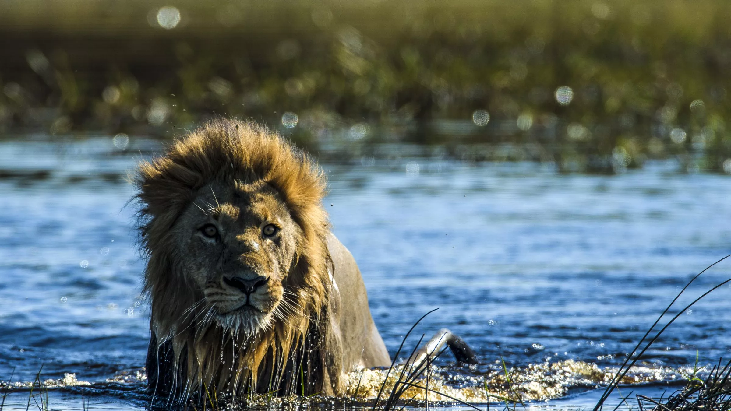 Great Plains Botswana Wildlife Duba Plains