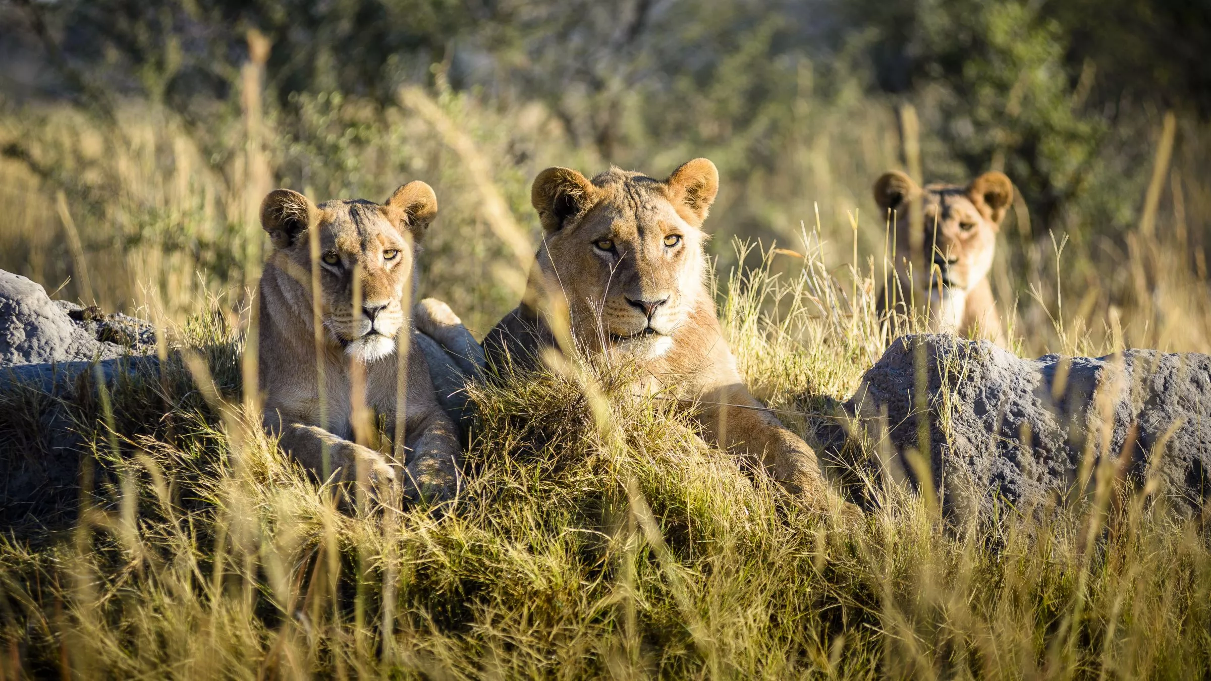 Drei Löwen ruhen im Gras vor Felsen; Botswana, Okavango Delta, Sanctuary Chief's Camp.