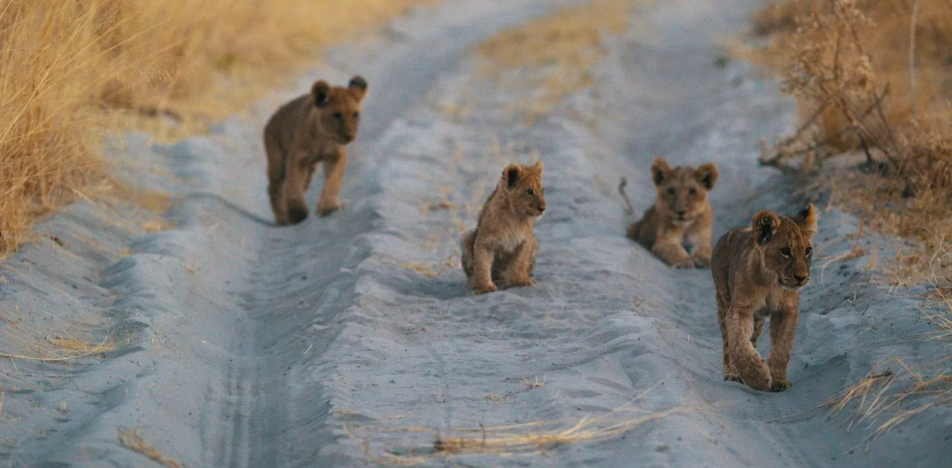 Vier Löwenjungen wandern auf einem bläulich-sandigen Pfad durch trockenes Grasland in Botswana, Okavango Delta
