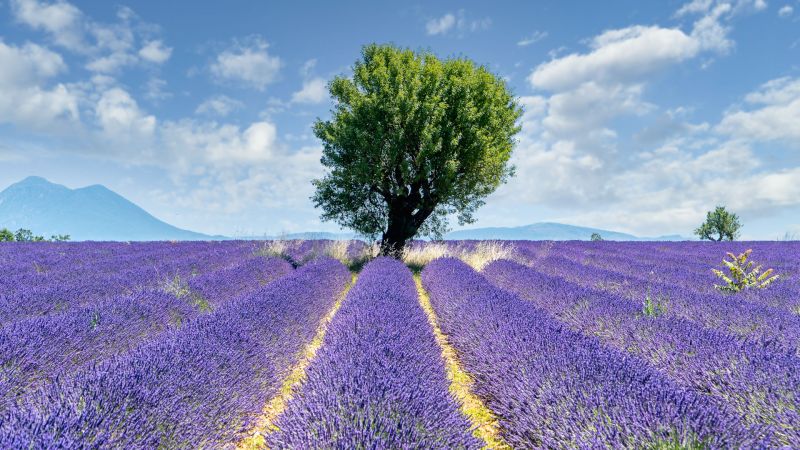 Lavendelfeld mit centralem Baum, lila Reihen führen zu Baum, Berglandschaft und blauer Himmel im Hintergrund Lavendelfeld mit centralem Baum, lila Reihen führen zu Baum, Berglandschaft und blauer Himmel im Hintergrund