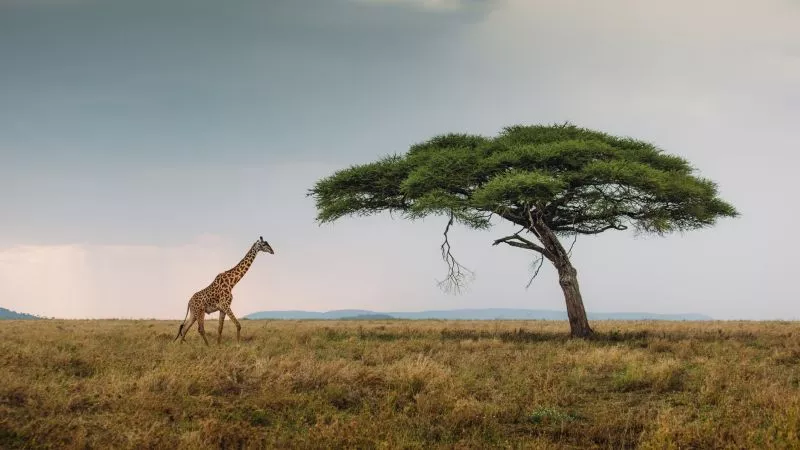 Serengeti Tansania airtours private travel credit istock VisualStories