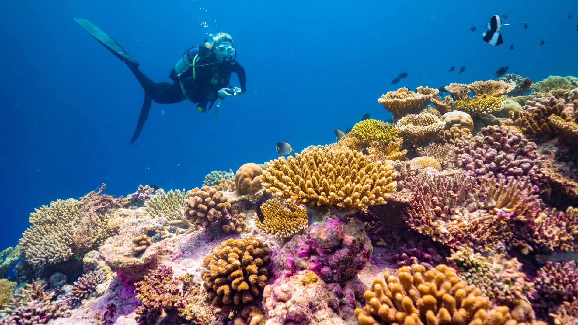 Unterwasseraufnahme: Taucher mit Flossen und Tauchausrüstung schwimmt über bunte Korallenriffe vor Baglioni Resort Maagau, Maldives