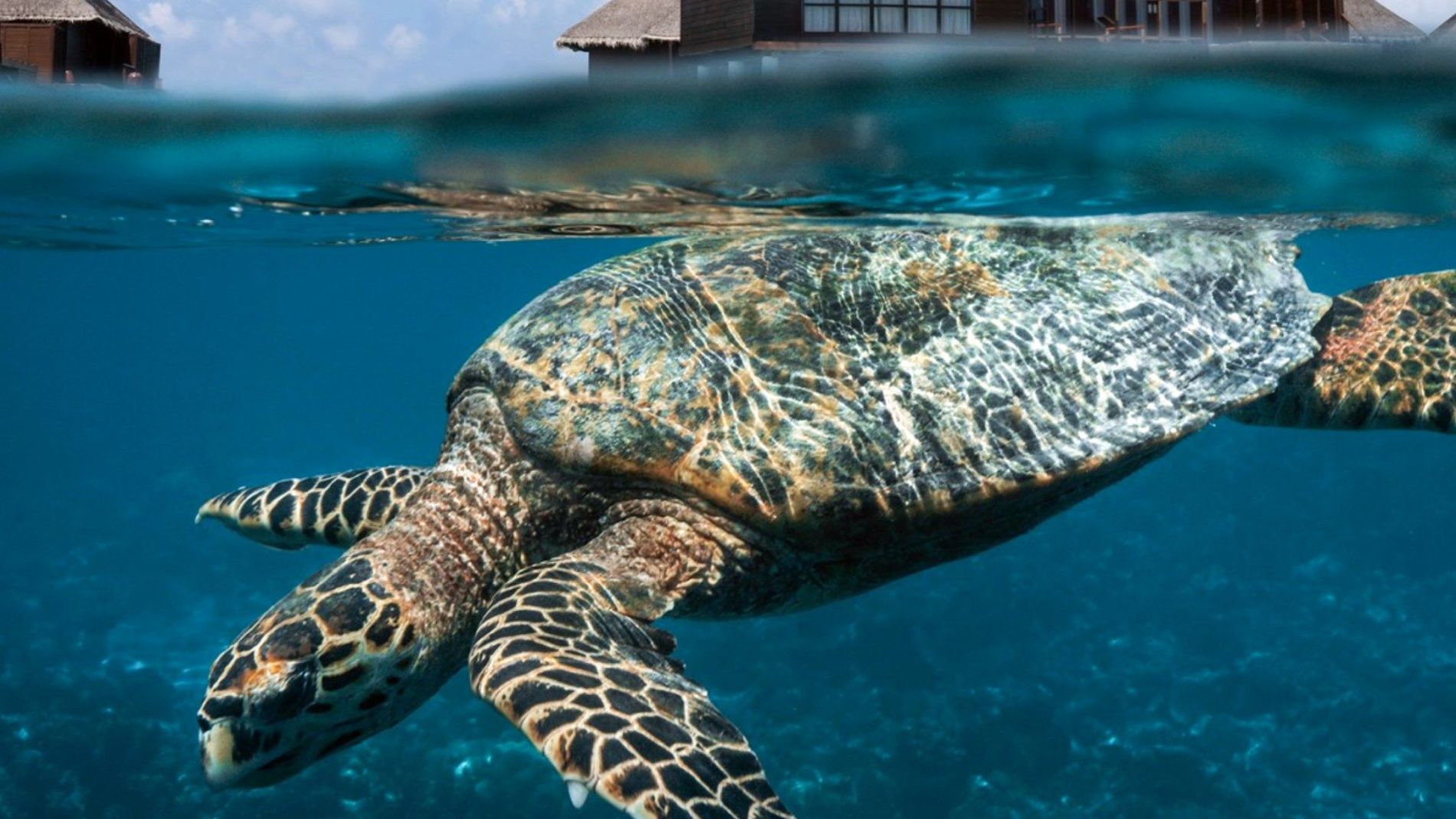 Eine Meeresschildkröte schwimmt im klaren Wasser, im Hintergrund sieht man über dem Wasser schwimmende Villen.
