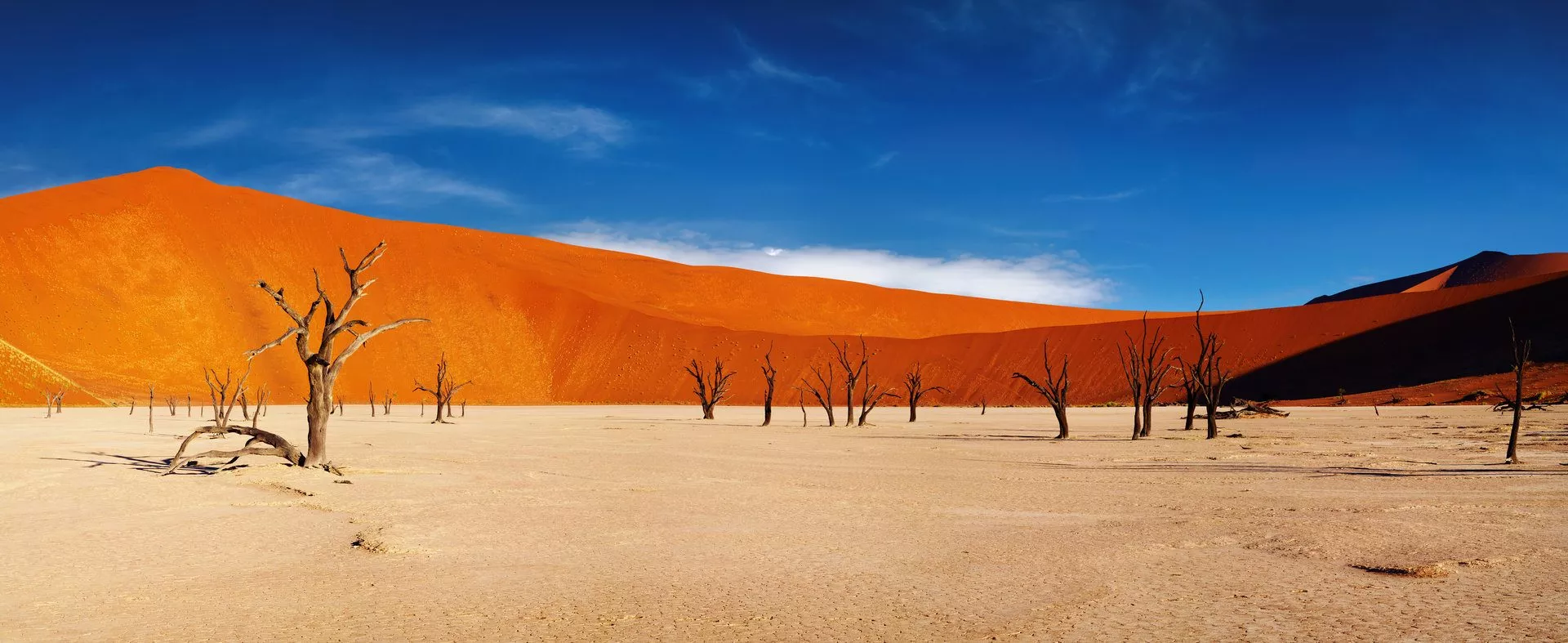 Weite Wüste bei Sossusvlei in der Namib. Tote Bäume stehen im trockenen, rissigen Boden vor einem Hintergrund aus hohen, orangefarbenen Sanddünen und blauem Himmel.