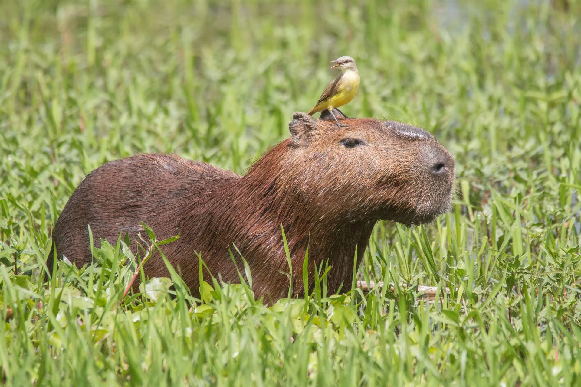Ein Capybara sitzt im hohen Gras mit einem kleinen Vogel auf seinem Kopf, umgeben von der üppigen Wildnis des Pantanal in Brasilien.