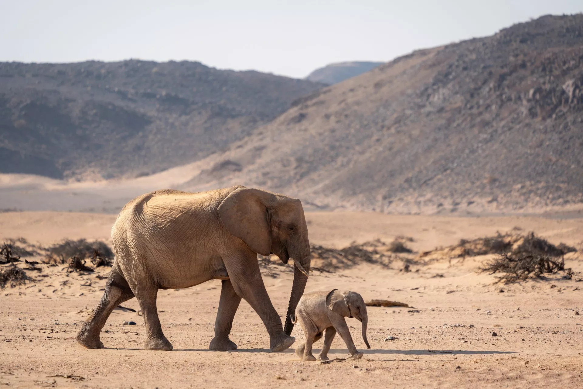 Ein erwachsener und ein Baby-Elefant laufen durch die trockene Wüste von Damaraland, Namibia, mit Bergen im Hintergrund.