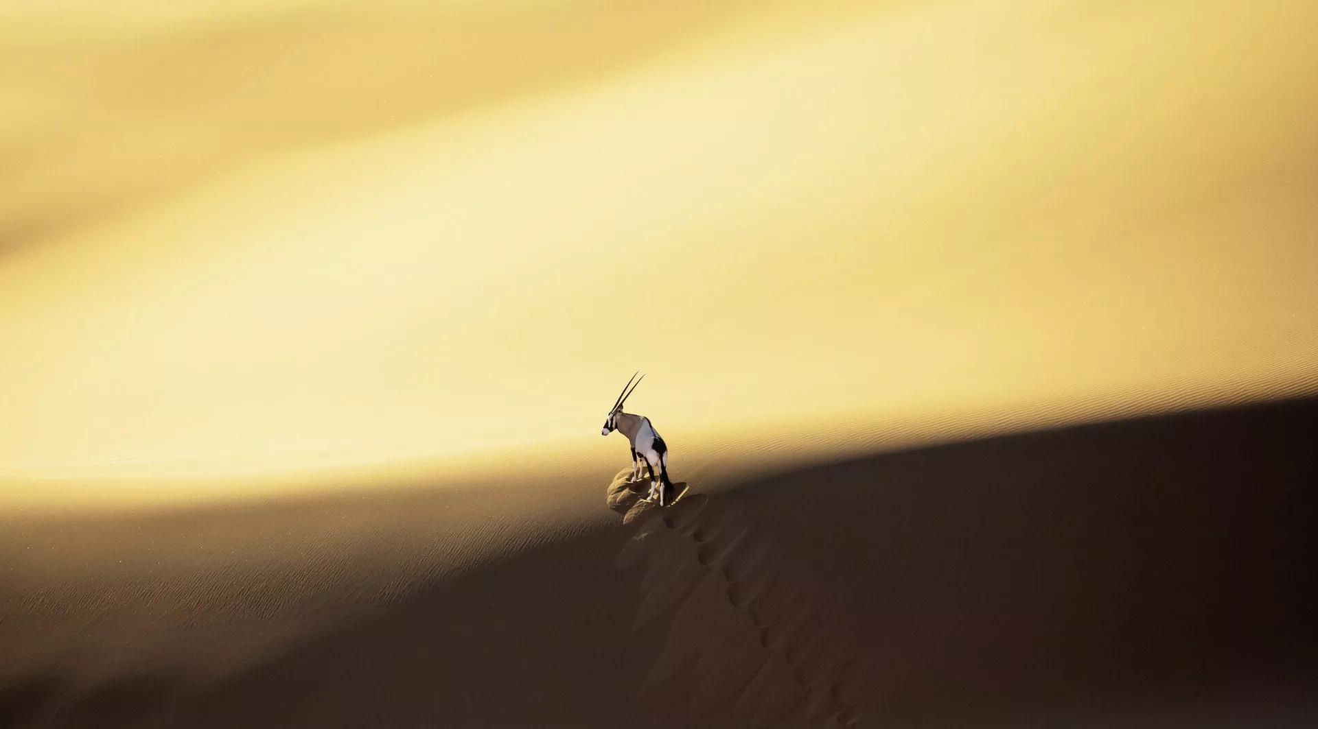 Ein einsamer Oryx steht auf einer Sanddüne im Sossusvlei-Wüste, umgeben von sanften, goldenen Dünen.